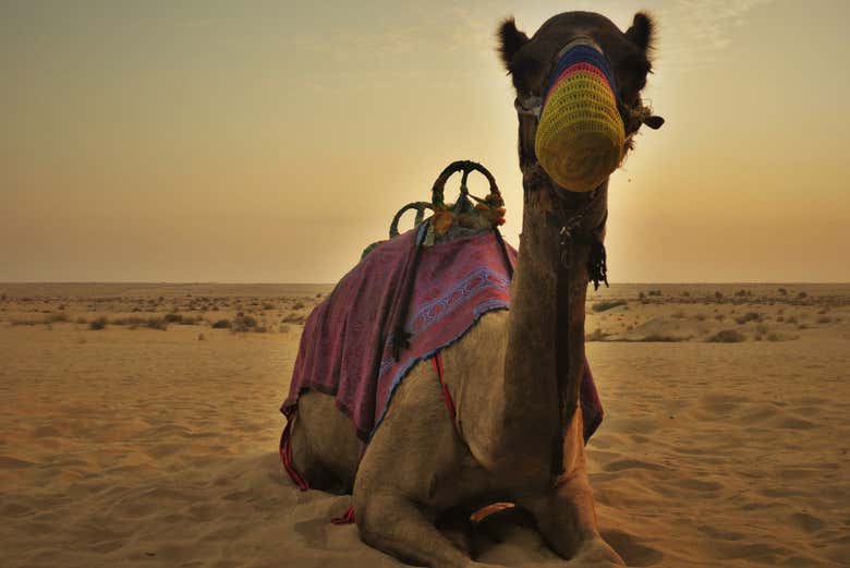 Camelo em Dubai