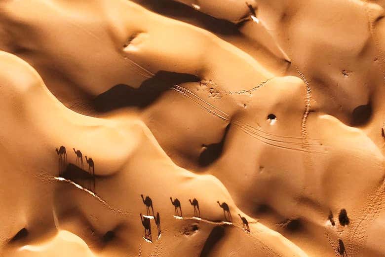 Los camellos por el desierto vistos desde el aire