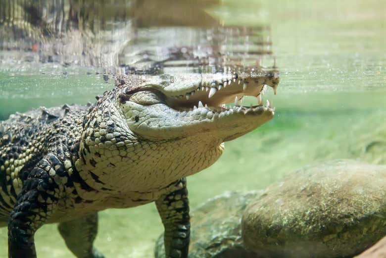 Un caïman à l'aquarium de Dubaï