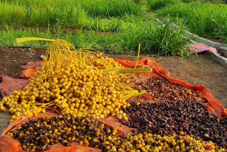 Tâmaras caídas das palmeiras