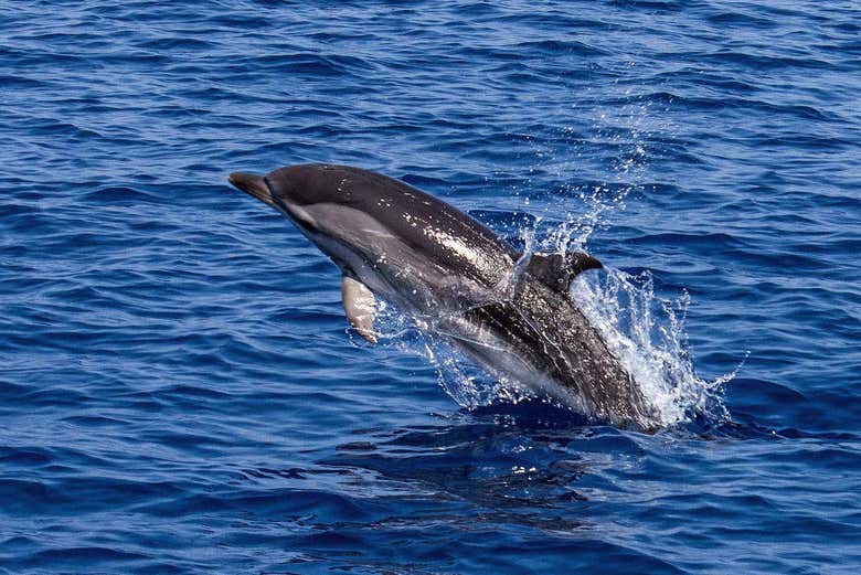 Golfinhos nadando perto do barco
