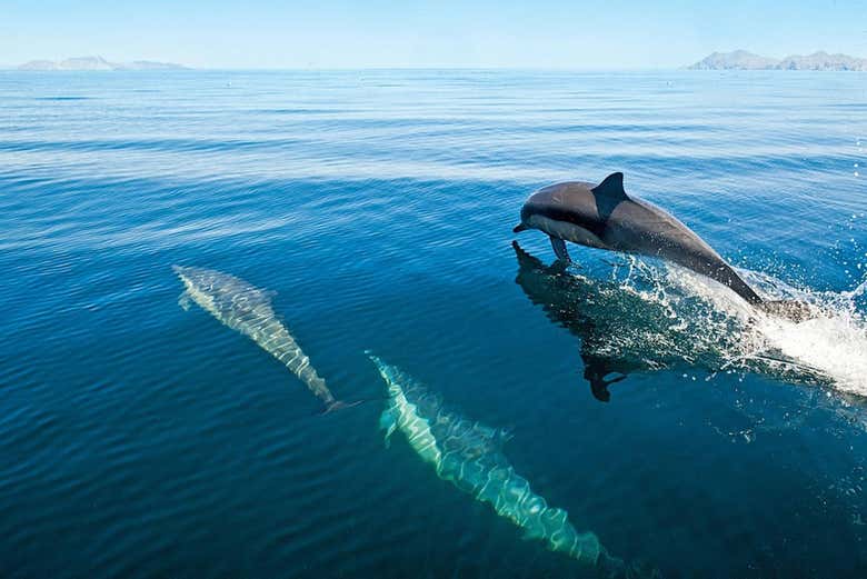 Fauna aquática