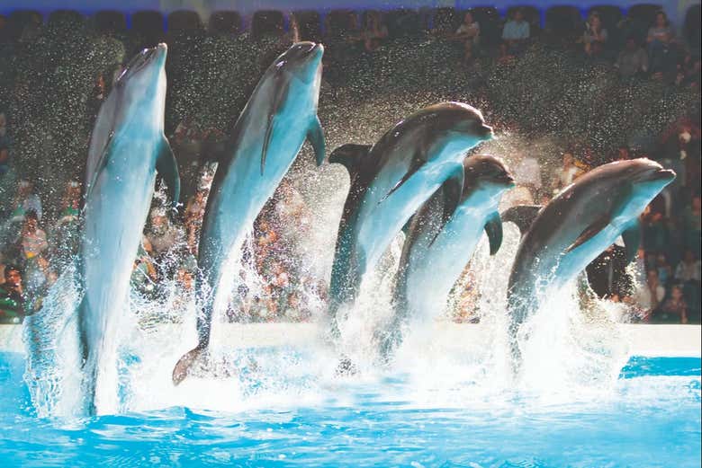 Enjoying the show at the Dubai Dolphinarium