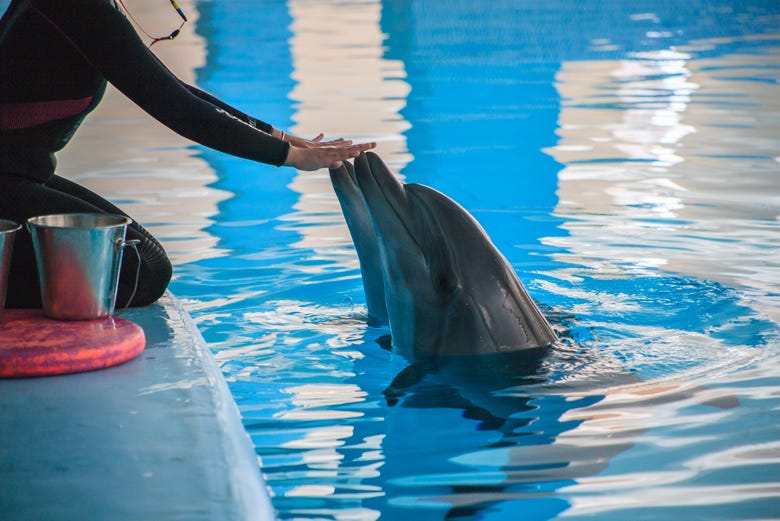 A dolphin with its trainer