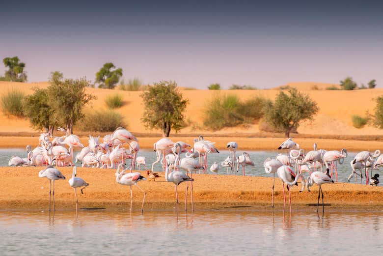 Lago repleto de flamingos