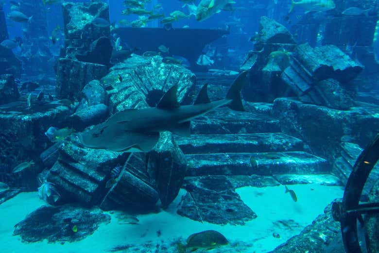The aquarium