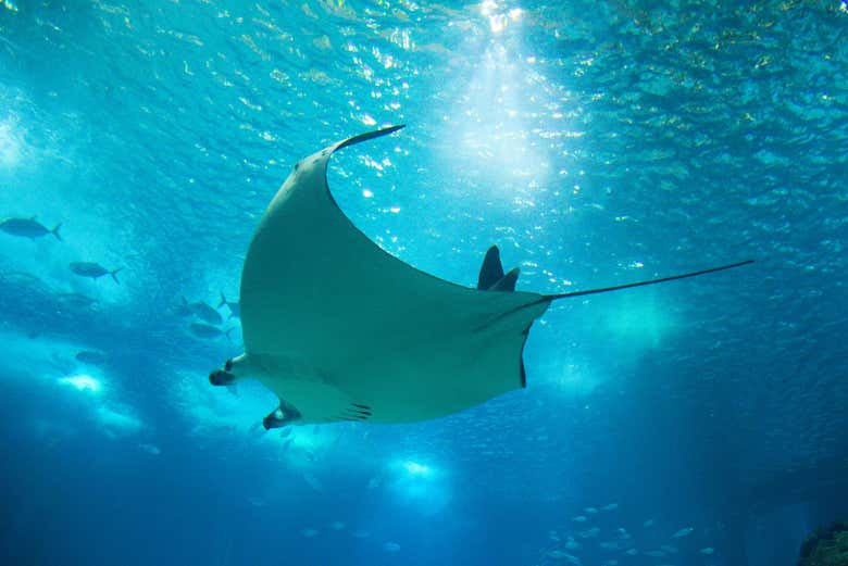 Une raie manta