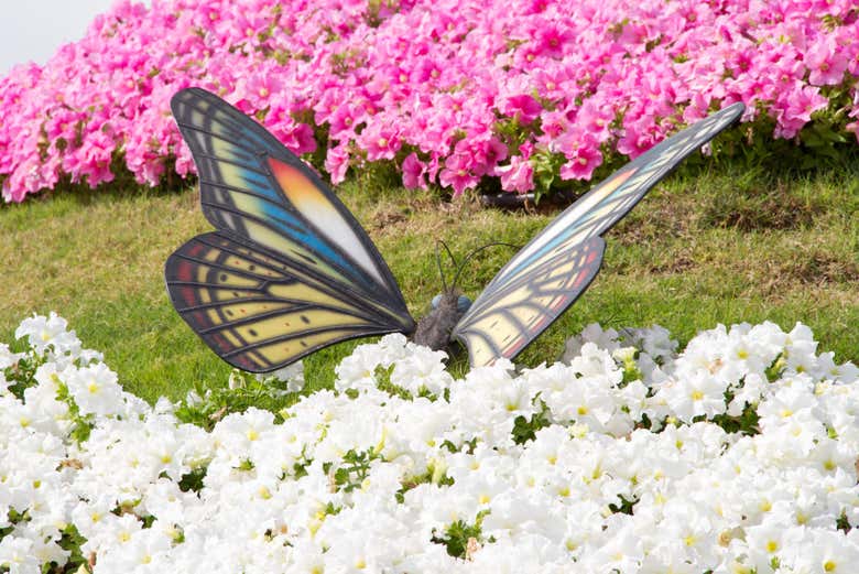 Disfrutad de la belleza y el colorido de las flores y mariposas