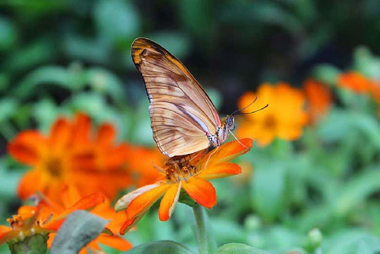 Conoceréis una gran cantidad de especies de mariposas