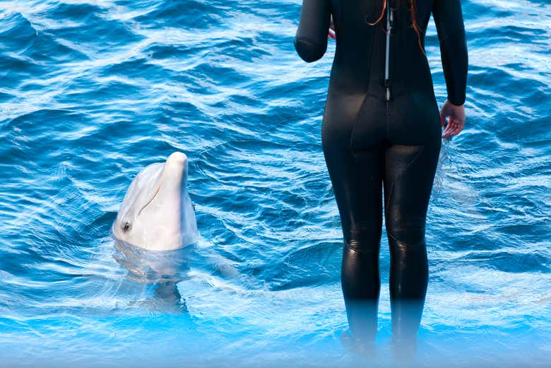 A trainer with a dolphin at Dubai Dolphinarium