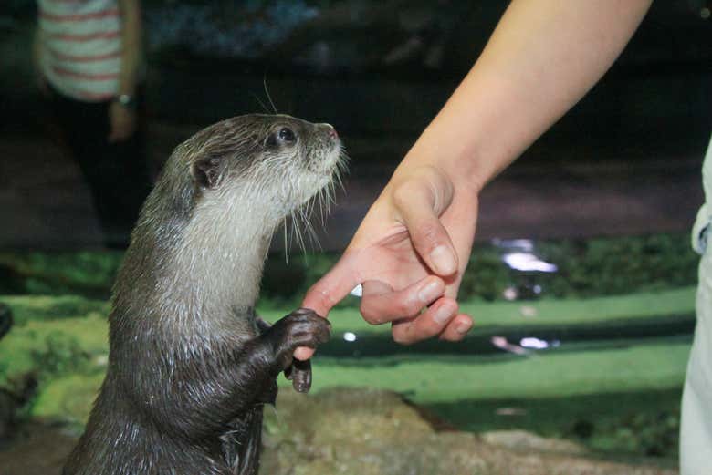 Une loutre au Dubai Aquarium & Underwater Zoo