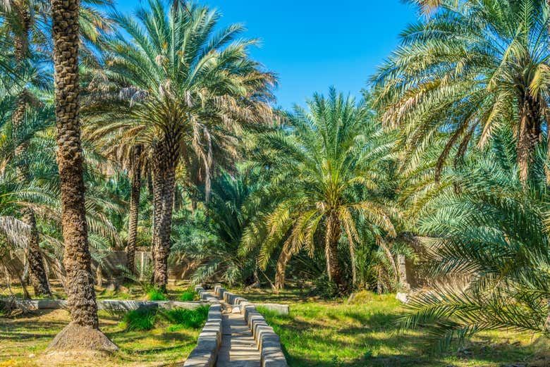Palmeras de Al Ain Oasis