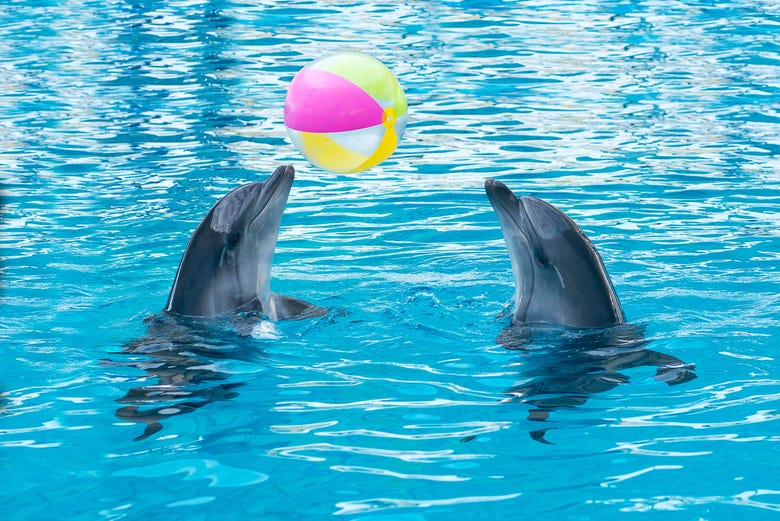 A couple of dolphins playing with a ball