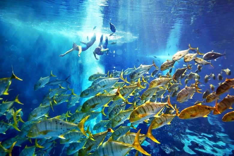 Especies marinas en Aquaventure Waterpark