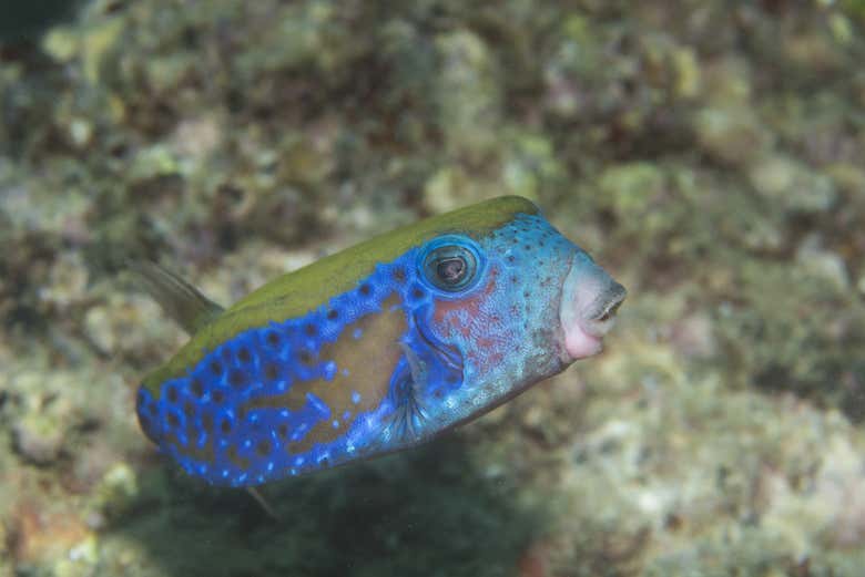 Un pez cofre azul
