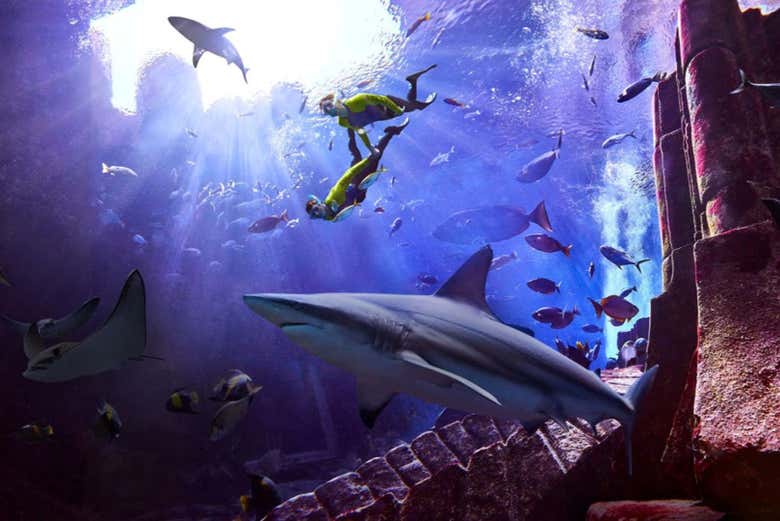 Shark Lagoon