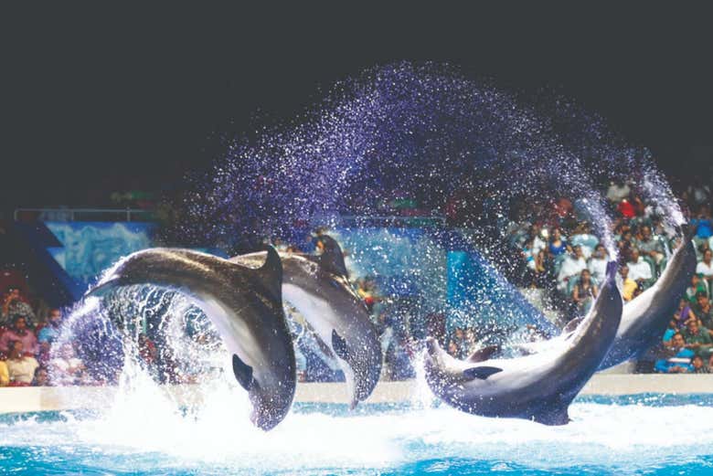 Acrobatic tricks at the Dubai Dolphinarium
