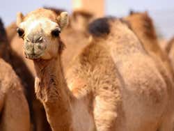 Al Ain, mercado de camelos
