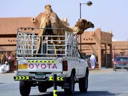 Al Ain, mercado de camelos