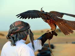 Espetáculo de falcões no deserto
