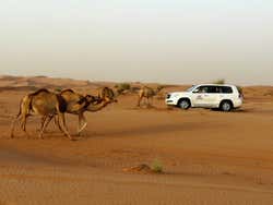 Safari deserto