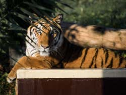 A tiger in the Safari Park
