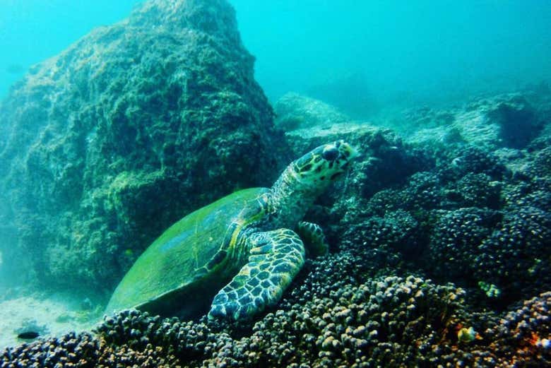 Tortue de mer dans les eaux de Dubaï