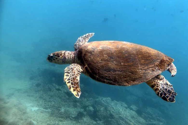 Una tartaruga marina