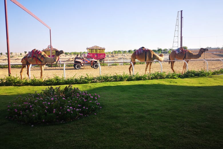 Royal Camel Racing Club in Dubai