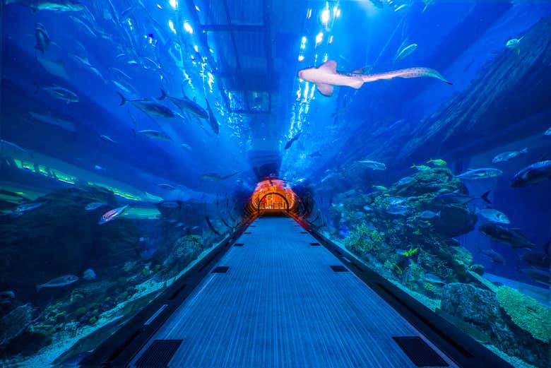 Le tunnel de l'aquarium de Dubaï