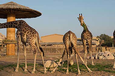 Dubai Safari Park