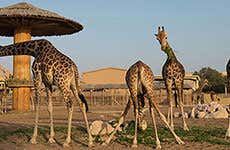 Dubai Safari Park