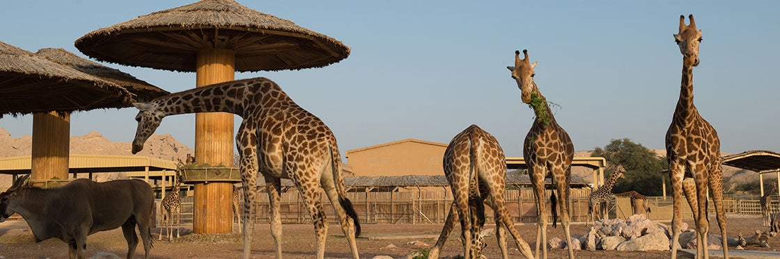 Zoológico de Dubai