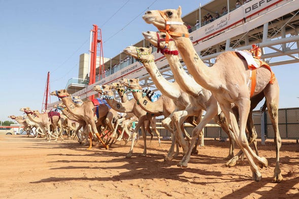 Dubai Royal Camel Racing Club Tour