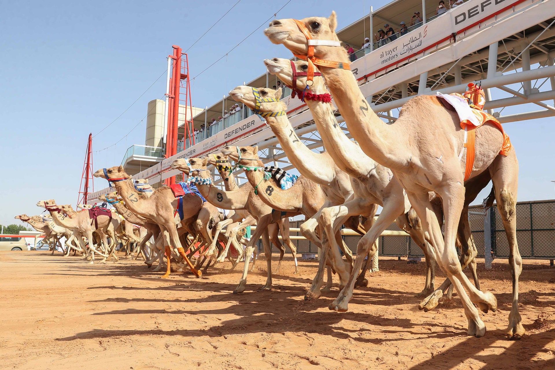 Dubai Royal Camel Racing Club Tour - Book Online at 