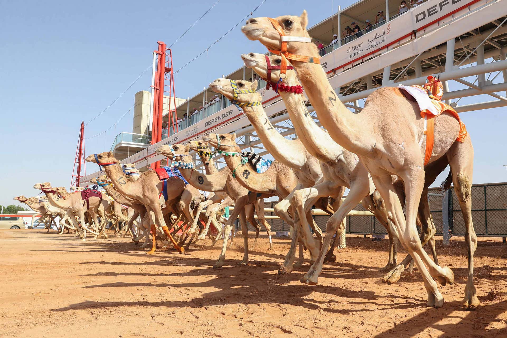 Visite du Royal Camel Racing Club