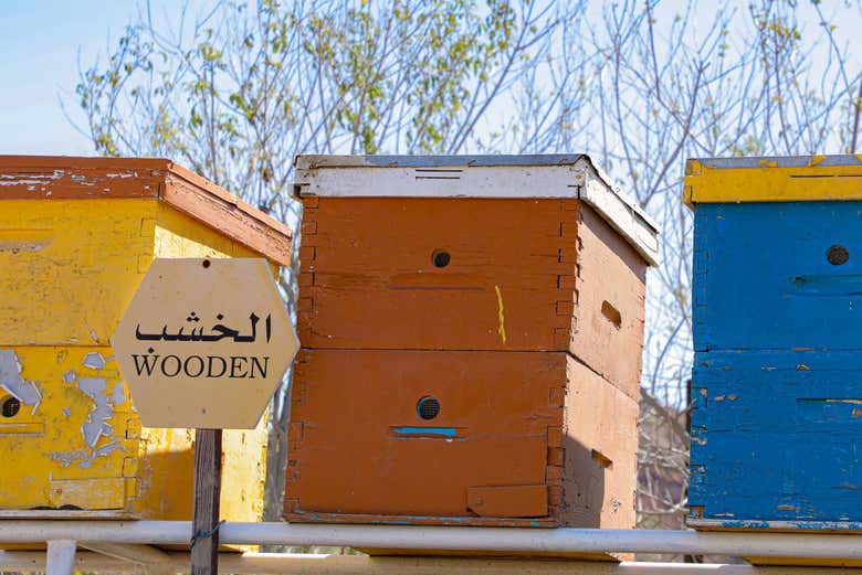 Découvrez les différentes espèces d'abeilles