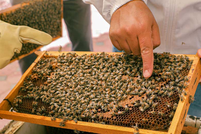 Cadre d'une ruche couvert d'abeilles