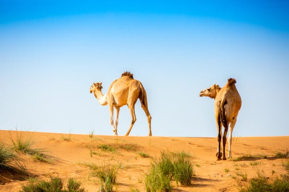 Desert Safari et visite d'une ferme de chameaux