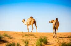 Desert Safari & Camel Farm Visit