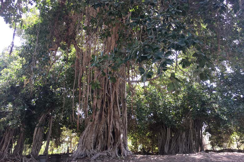 Baniano em Madha