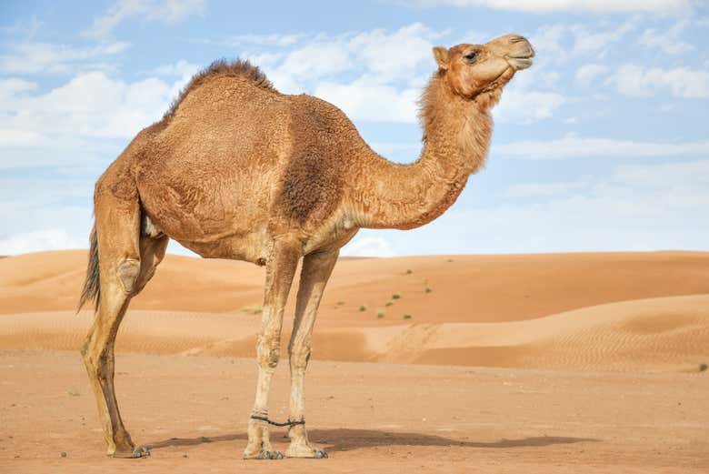 Dromedary