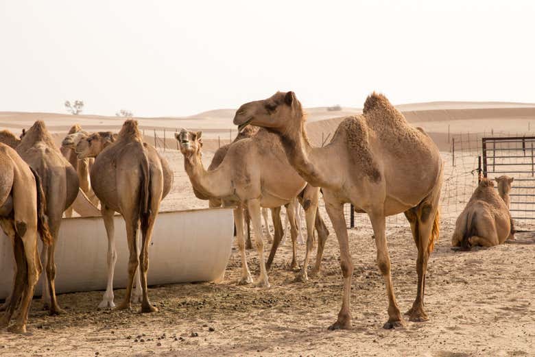 Camelos descansando
