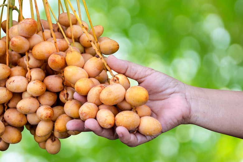 Dátiles creciendo en una palmera