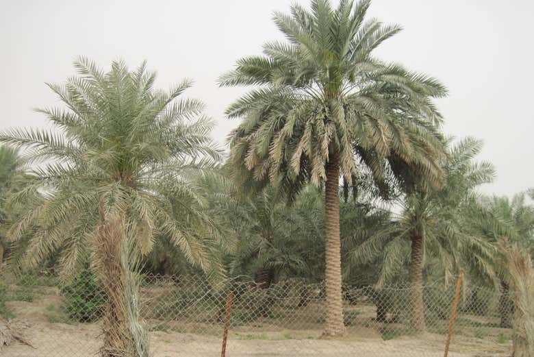 Palmeras en el desierto Al Wadi