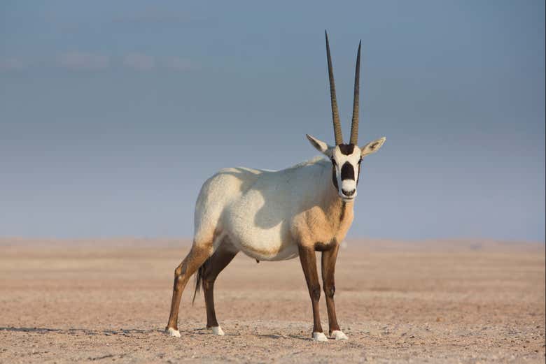 Arabian orix
