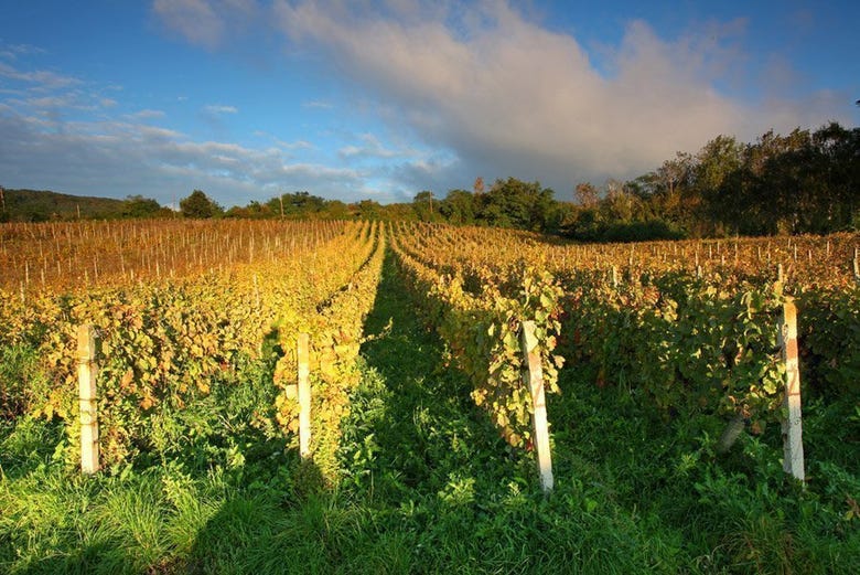 Vineyards in the Modra wine growing region