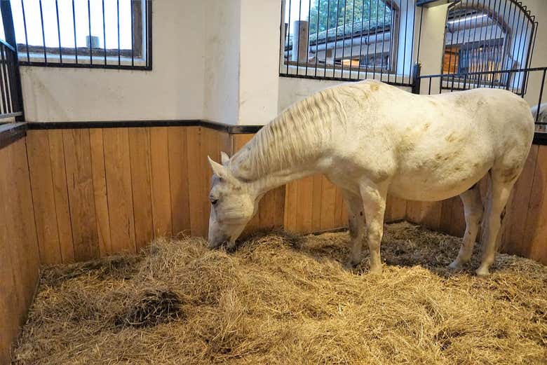 Un cavallo lipizzano mentre mangia