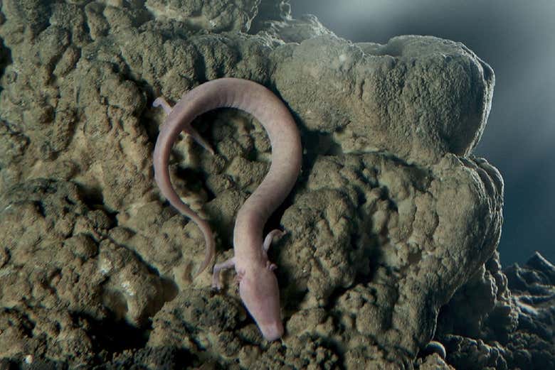 Proteo delle grotte di Postumia
