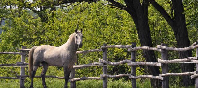 Lipica Horse Farm & Škocjan Caves Tour